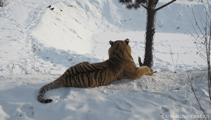 The-Siberian-Tiger-Park-1