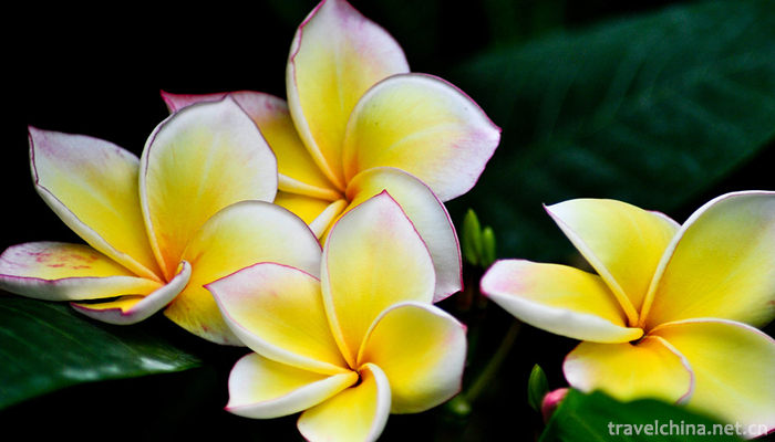 Shanghai-Chen-Shan-Botanical-Garden-10