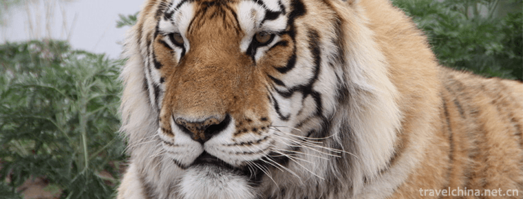 The Siberian Tiger Park 