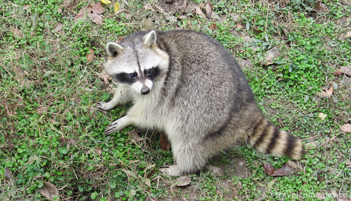 Shanghai-Wildlife-Park-4