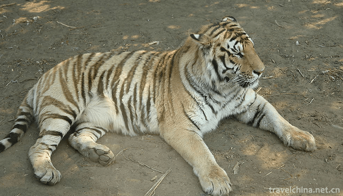 The-Siberian-Tiger-Park-5