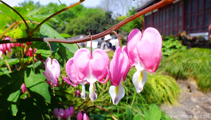 Shanghai-Botanical-Garden-1