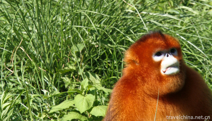 Shanghai-Wildlife-Park-2