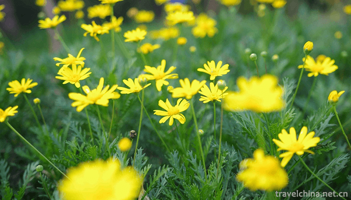 Shanghai-Gulf-National-Forest-Park-2