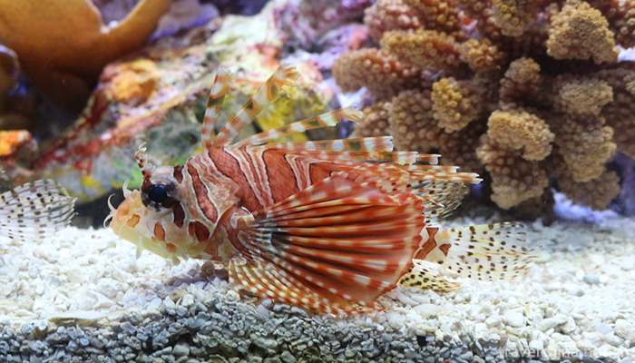 Shanghai-Ocean-Aquarium-3