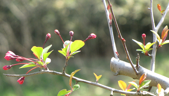 Gucun-Park-Shanghai-5