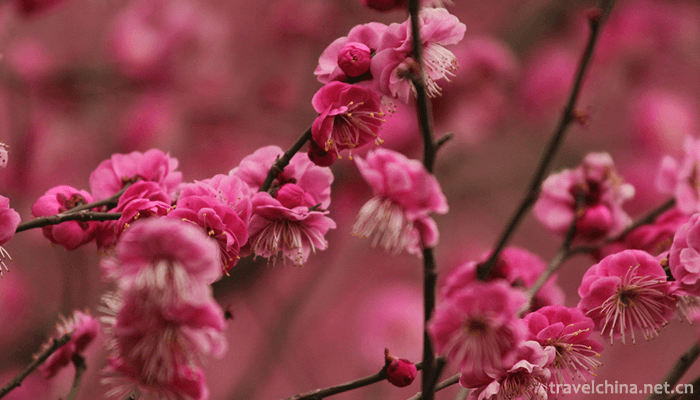 Gucun-Park-Shanghai-3