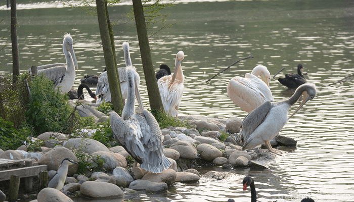 Shanghai-Wildlife-Park-1