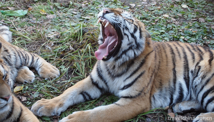 The-Siberian-Tiger-Park-6