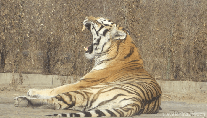 The-Siberian-Tiger-Park-7