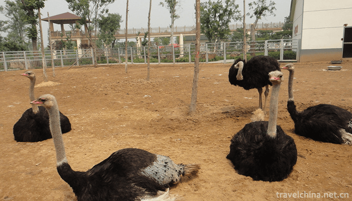 Linyi-Animal-and-Botanical-Garden-2