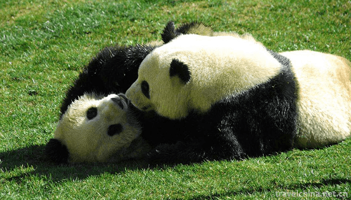 Yunnan-Wildlife-Park-13