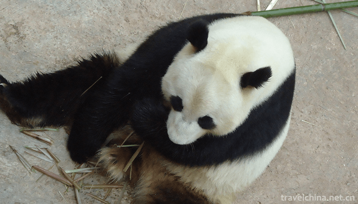 Yunnan-Wildlife-Park-8