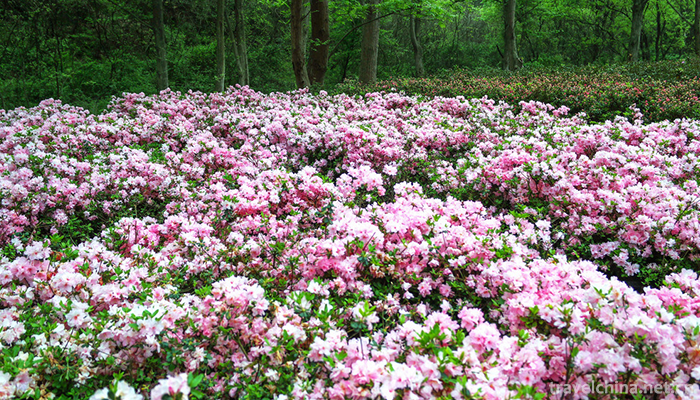 Yunwushan-Scenic-Area-4