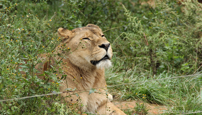 Yunnan-Wildlife-Park-9