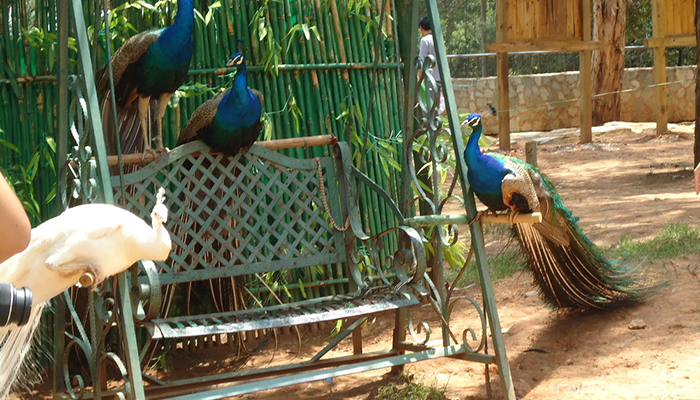 Yunnan-Wildlife-Park-6