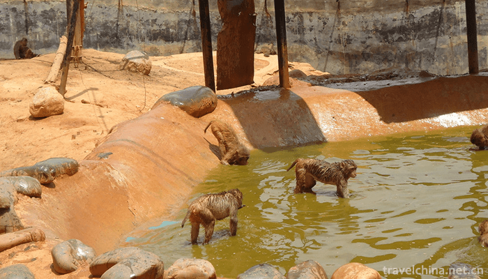 Yunnan-Wildlife-Park-7