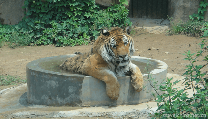 Linyi-Animal-and-Botanical-Garden-3
