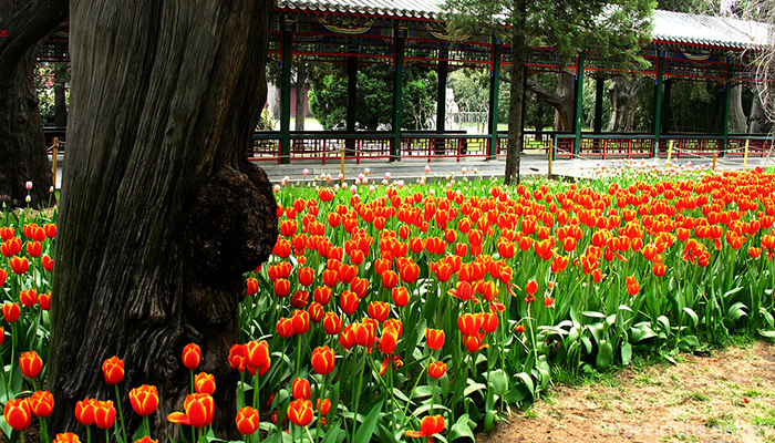 Zhongshan-Park-10