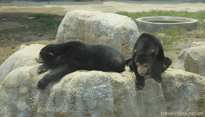 Linyi-Animal-and-Botanical-Garden-7