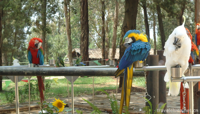 Yunnan-Wildlife-Park-5
