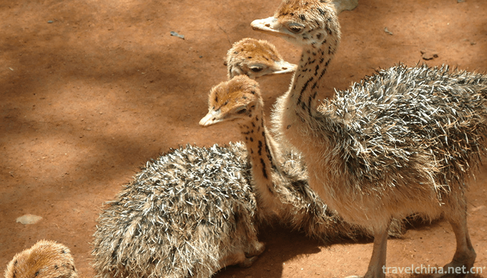 Yunnan-Wildlife-Park-3