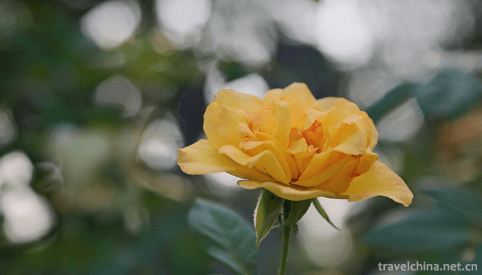 Wuhan-Botanical-Garden-Chinese-Academy-of-Sciences-11