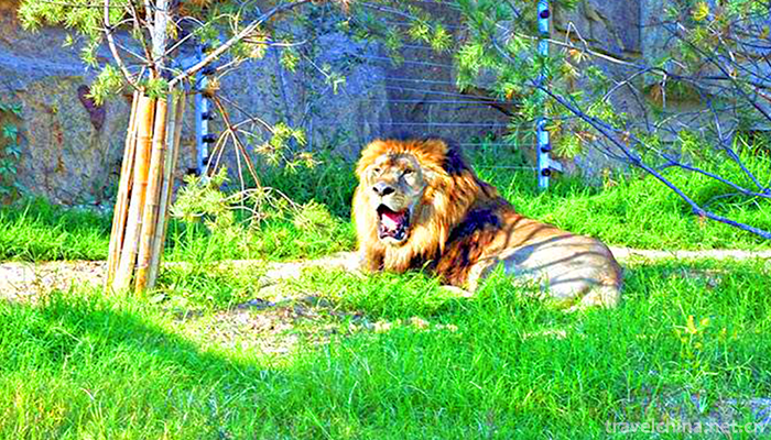 Linyi-Animal-and-Botanical-Garden-9