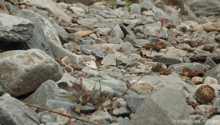 Jiulong-Mountain-Rural-Tourism-Scenic-Area-6