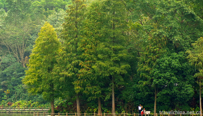 Fairy-Lake-Botanical-Garden-9
