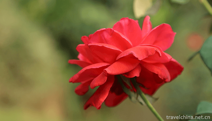Wuhan-Botanical-Garden-Chinese-Academy-of-Sciences-8