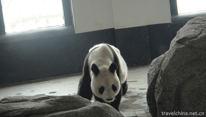 Linyi-Animal-and-Botanical-Garden-6