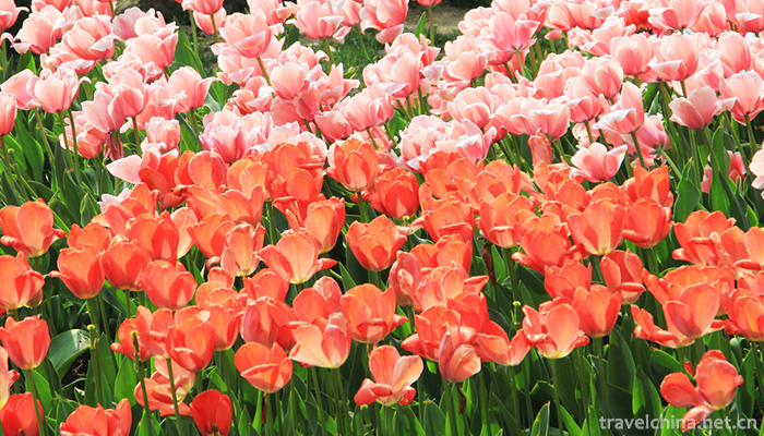 Wuhan-Botanical-Garden-Chinese-Academy-of-Sciences-1
