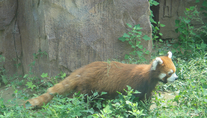 Linyi-Animal-and-Botanical-Garden-4