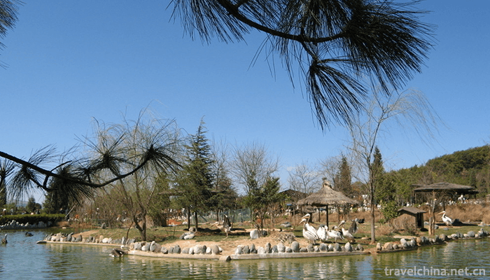 Yunnan-Wildlife-Park-12