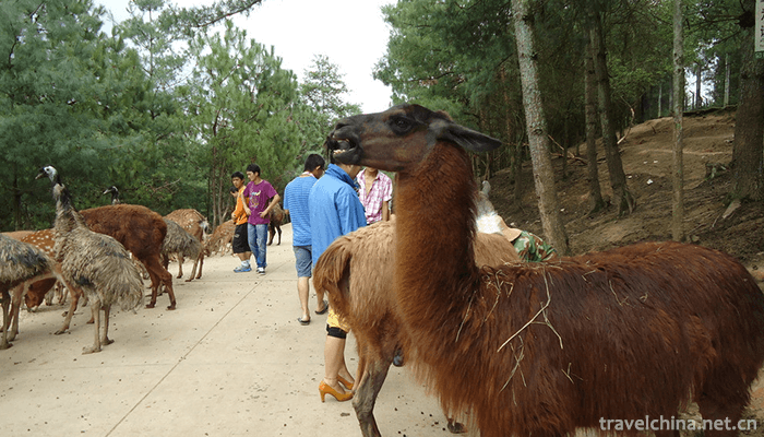 Yunnan-Wildlife-Park-4