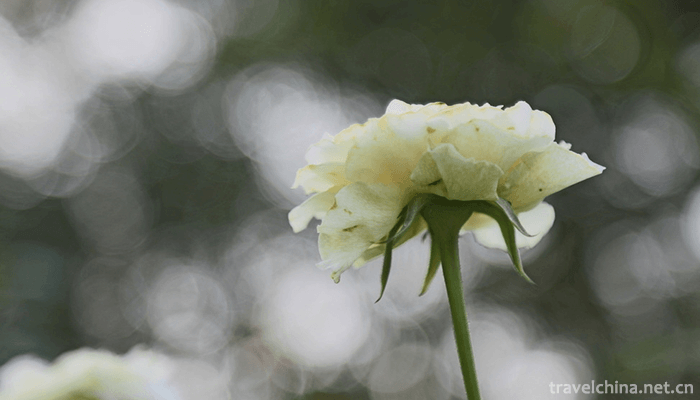 Wuhan-Botanical-Garden-Chinese-Academy-of-Sciences-9