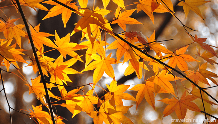 GongQing-Forest-Park-5