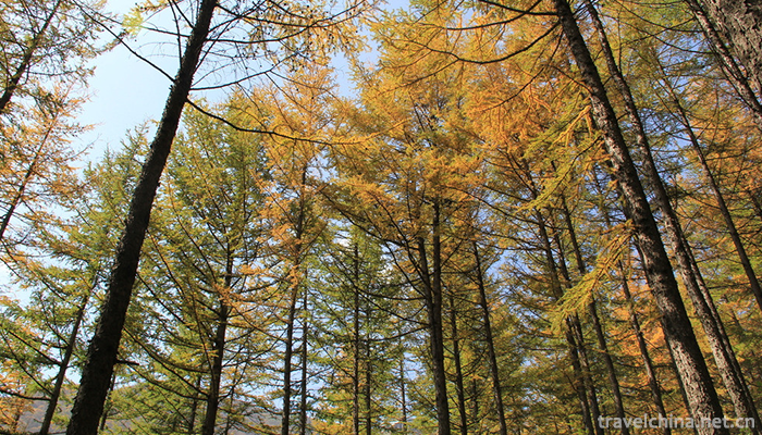 Liupanshan-National-Forest-Park-4