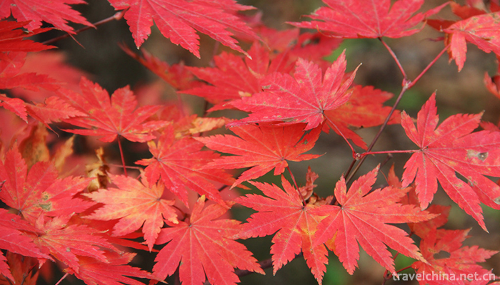 Guanmenshan-National-Forest-Park-8