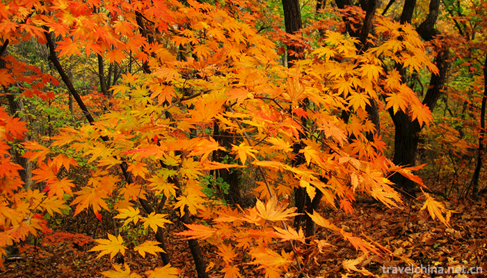 Guanmenshan-National-Forest-Park-14