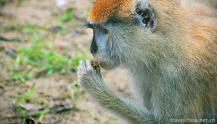 Beijing-Wildlife-Park-9