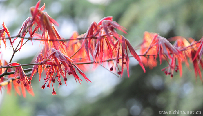 Beijing-World-Flower-Garden-6