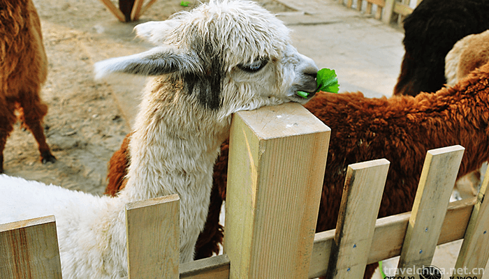 Beijing-Wildlife-Park-10