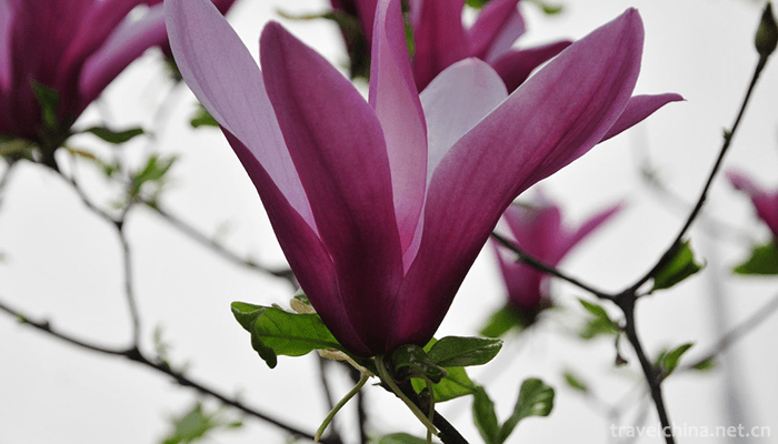 Beijing-World-Flower-Garden-5