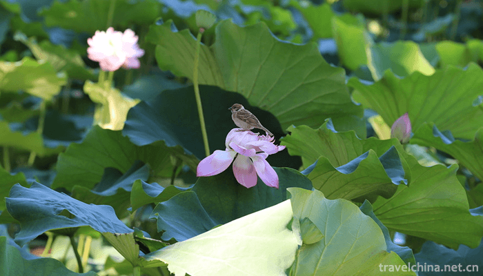 Beijing-World-Flower-Garden-2