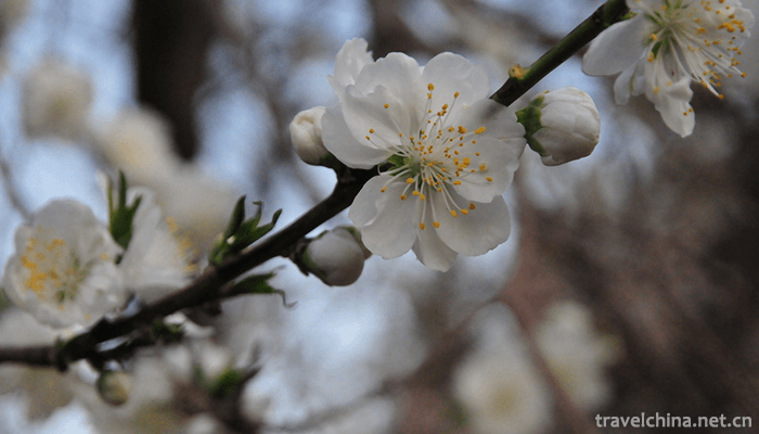 Beijing-World-Flower-Garden-3