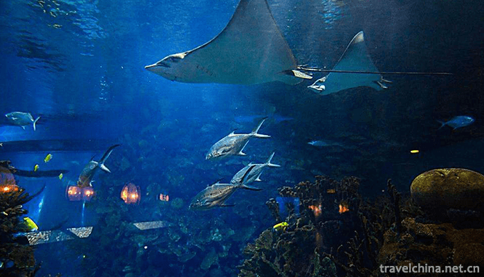 Beijing-Ocean-Hall-8