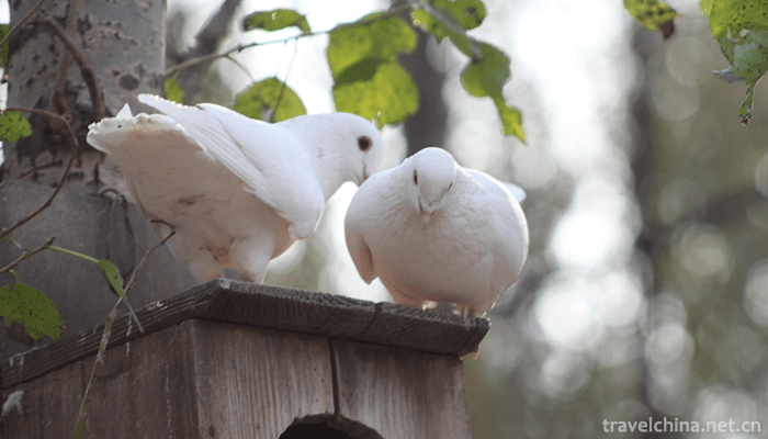 Beijing Wildlife Park 2