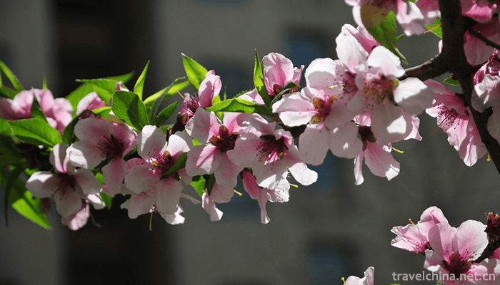 Beijing-World-Flower-Garden-7
